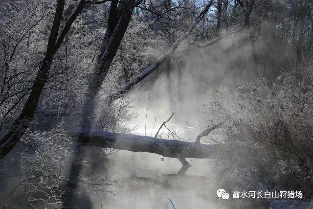 以新鲜、安全为根基 沪上阿姨浓醇牛乳系列的新机遇